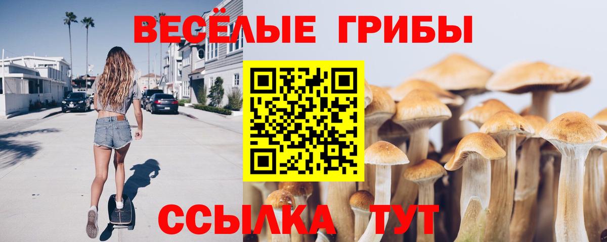 Псилоцибиновые грибы Psilocybine cubensis Нальчик